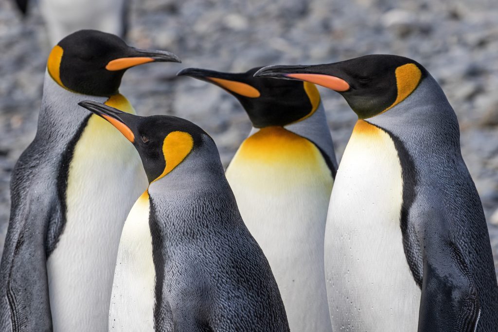ペンギン運動